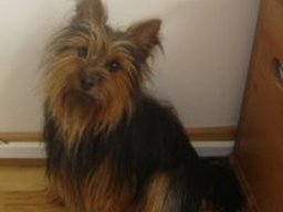 australian_silky_terrier_20211128_1891439066